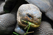 Giant Galapagos Tortoise