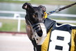 greyhound
