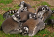 Lemur