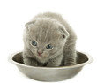 Small funny kitten in bowl Small funny kitten in bowl
