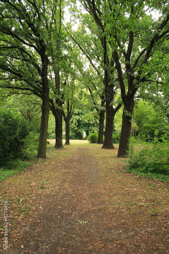 Foto: Allee im Herbst Allee im Herbst