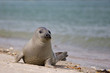 kleine Kegelrobbe am Strand