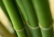 Bamboo plant Bamboo plant