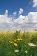 ao_070708_8016.CR2.jpg feldblume ao_070708_8016.CR2.jpg feldblume