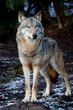 wolf