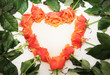 Roses in red Heart over white Roses in red Heart over white