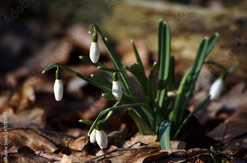 Photo: Frühlingsblume im Wald Frühlingsblume im Wald