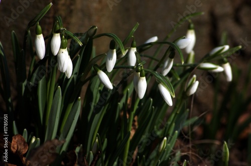 Photo: Frühlingsblume. Schneeglöckchen Frühlingsblume. Schneeglöckchen
