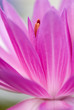 Pink waterlily with shallow depth of field (dof)
