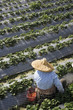 Strawberry picker working