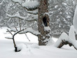 alter Baum im Winter