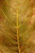 Blatt