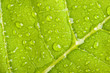 Green leaf with water droplets