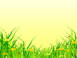 Spring Meadow