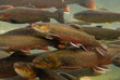 trout