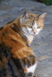 chatte calico