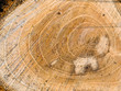Cut trunk texture Cut trunk texture