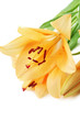 Lilies