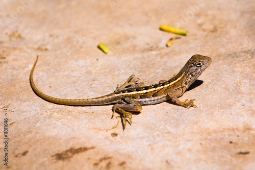 Photo: Three-eyed Lizard (Chalarodon madagascariensis) Three-eyed Lizard (Chalarodon madagascariensis)