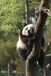 Panda cub sleeping on a tree.Version II