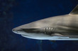 Shark Shark
