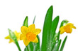 narcissus