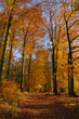 Herbstwald blauer Himmel