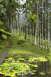 France, Martinique, jardin de balata France, Martinique, jardin de balata