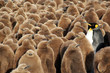 Jeunes manchots royaux sous bonne garde...