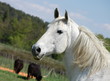 Cheval