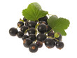 Schwarze Johannisbeeren mit Blättern/blackcurrant