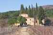 Tuscan Vineyard