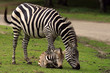 Zebra mother with foal Zebra mother with foal