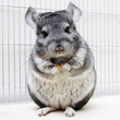 Chinchilla in his cage Chinchilla in his cage