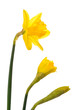 Spring Daffodils