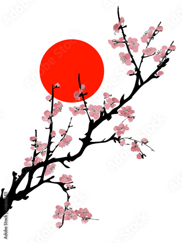 cherry blossom branch vector. Cherry blossom branches on