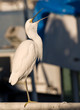 Snowy Egret Squawking