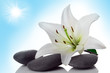 madonna lily and spa stone madonna lily and spa stone