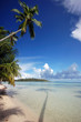 Palm over white sand beach, Moorea, French Polynesia