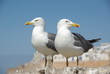 Mouettes d'Essaouira Mouettes d'Essaouira