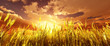 Golden wheat field