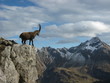 Steinbock