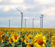 tournesols et éolienne