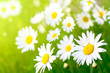 Photo: Daisy flower Daisy flower