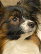 Papillon Portpait Papillon Portpait