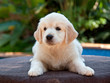 Cute pretty GR puppy lying in garden