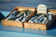 Sardines