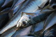 Sardines