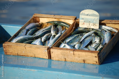 Sardines
