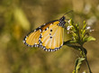 Plain tiger butterfly